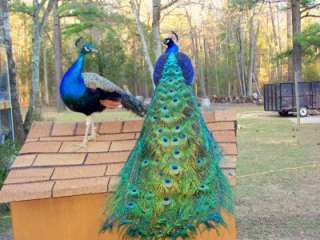   Peacock Hatching Eggs Proven Breeders India Blue Black Shoulder White