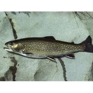 Brook Trout, Salvelinus Frontinalis, Lying on a Flat Stone Stretched 