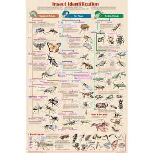  Feenixx Publishing Insect Identification   Laminated 