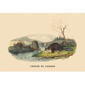  Castor du Canada (Beaver)   Paper Poster (18.75 x 28.5 