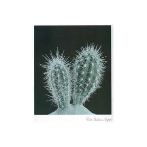  Raget   Cactus Plants I   Poster by P. Chaban Raget (12 x 