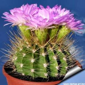   Violaceum Cactus Seeds   20 Seeds Patio, Lawn & Garden