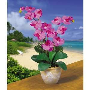    Double Stem Phalaenopsis Silk Orchids   Orchid