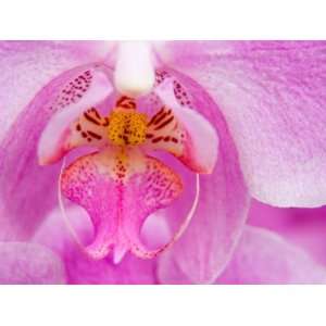 Pink Orchid in the Phalaenopsis Family, San Francisco, CA USA Premium 