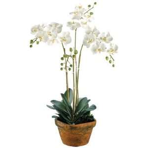 36Hx10Wx10L Phalaenopsis Orchid in Terra Cotta Container White 