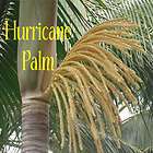 COLORFUL Hurricane Palm FAST Grow 3 SEEDLINGS LIVE Tree Plant 