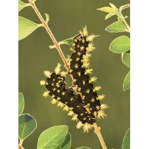  Saturnid Moth Larvae or Caterpillars (Leucanella Leucane 