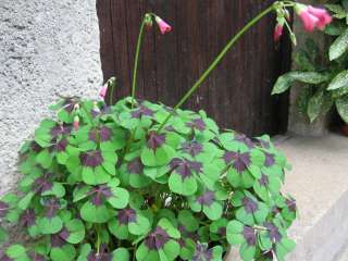   ~SHAMROCK BULBS ONE OF THE FINEST & EASIEST PLANTS TO GROW  