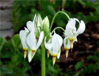   dodecatheon meadia woodland native very rare perennial plant seeds