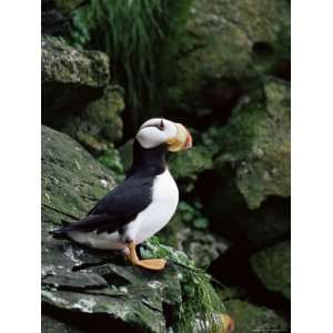  Horned Puffin (Fratercula Corniculata), St. George Island 