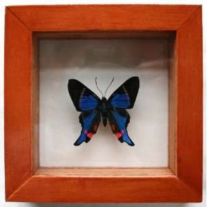  Blue Periander Swordtail Butterfly Mounted in Brown Wood 