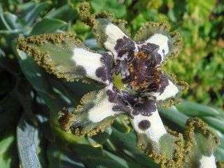 Ferraria crispa   Ferraria   10 seeds  