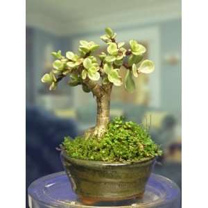 Miniature Variegated Jade Bonsai   Indoor Muscular Bonsai Tree for Him 