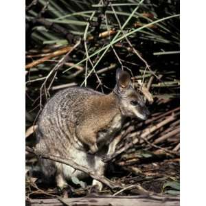  Tammar Wallaby with Ears Alert Browsing for Food Among the 