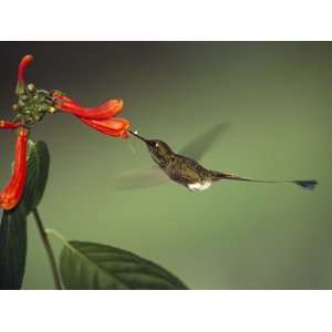  Booted Racket Tail (Ocreatus Underwoodii) Hummingbird, Feeding 