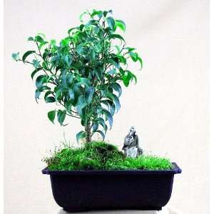 Too Little Weeping Fig Bonsai Tree Ficus  Grocery 