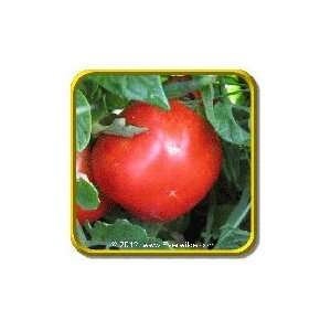  1 Lb   Heirloom Tomato Seeds   Thessaloniki Bulk 