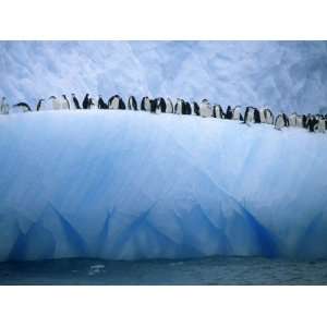  Chin Strap Penguins Cluster Together on an Iceberg Premium 