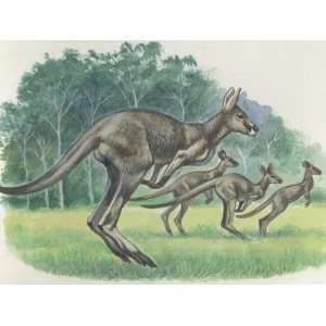 Side Profile of Western Grey Kangaroos (Macropus Fuliginosus) Jumping 
