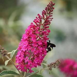  Butterfly Bush Miss Ruby