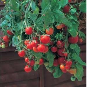 com Tomato Tumbling Tom Red   Hybrid Great Garden Vegetable 10 Seeds 