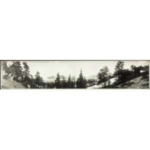  c1906 Junipers on Mt. Tallac trail, & panorama towards 