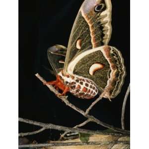  A Female Cecropia Moth Has Just Emerged from its Cocoon 