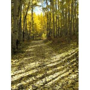 Aspen Tree Shadows and Old Country Road, Kebler Pass, Colorado, USA 