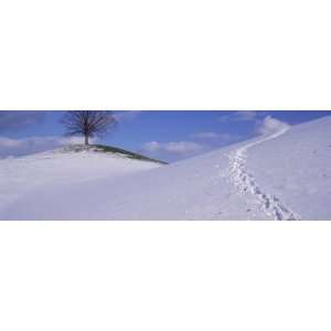  Lone Linden Tree on a Hill, Switzerland by Panoramic 