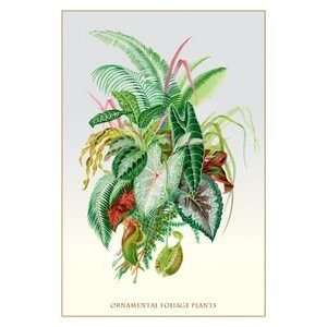 Ornamental Foliage Plants   12x18 Framed Print in Gold Frame (17x23 