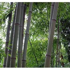  Blue Bamboo   Phyllostachys nigra Henon   4 Pot   Easy 