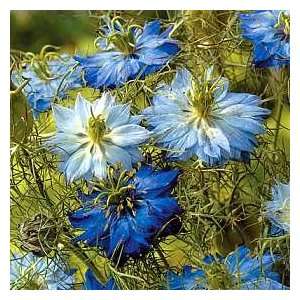   & Morgan Nigella Moody Blues Flower Seeds Patio, Lawn & Garden