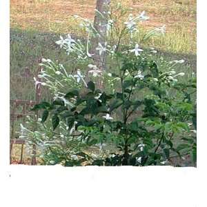  Millingtonia hortensis   Indian Cork Tree
