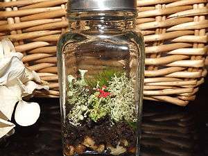 GREAT SALT SHAKER TERRARIUM KIT WITH MINI MOSS AND LICHEN   MAKE 