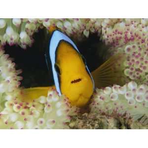  An Orange Fin Anemonefish Shelters Among Sea Anemone 