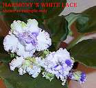 african violet Harmonys White Lace pair of leaves