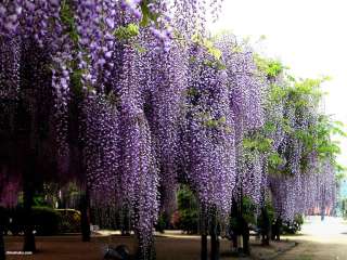 Blue Chinese Wisteria Vine, Wisteria sinensis, Seeds (Fast, Showy 