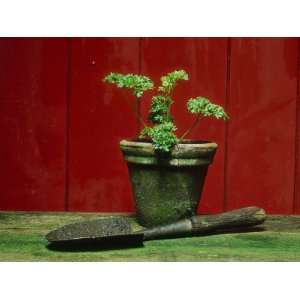  Parsley Planted in Aged Terracotta Pot Premium 