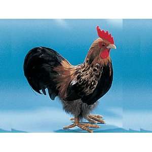  10 Standing Rooster Chicken Furry Animal Figurine Toys & Games