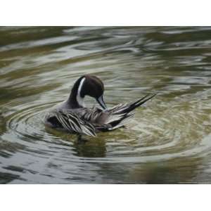 Northern Pintail Grooms its Feathers While Floating in the Water 